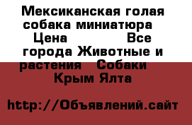 Мексиканская голая собака миниатюра › Цена ­ 53 000 - Все города Животные и растения » Собаки   . Крым,Ялта